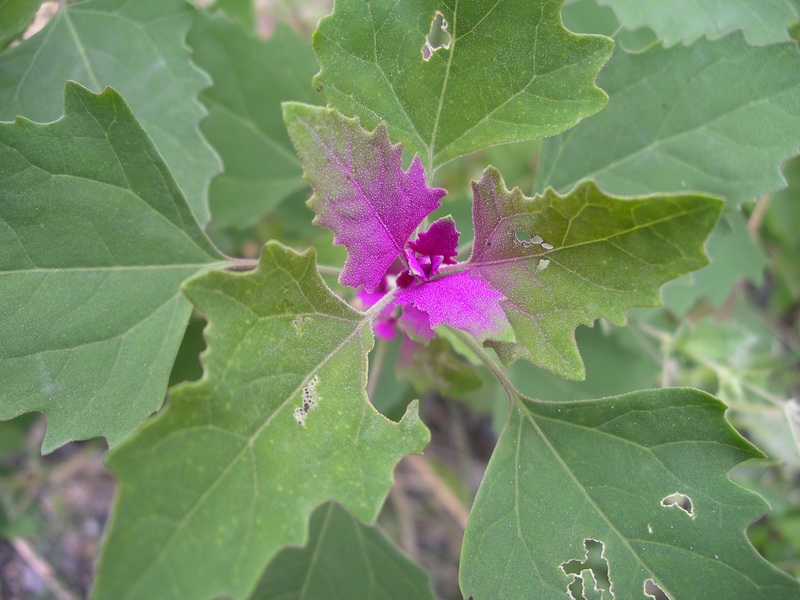 foglie parzialmente rosso-violacee - Chernopodium sp.